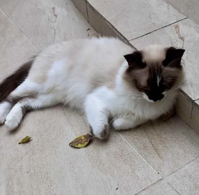 Gato raça Siamês com srd  idade 7 a 11 meses nome Kitty maravilhosa 