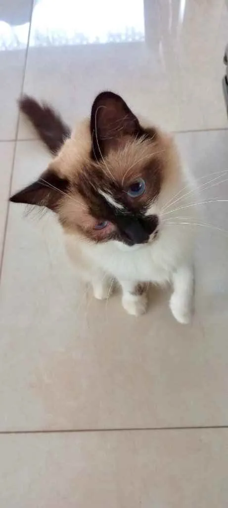 Gato raça Siamês com srd  idade 7 a 11 meses nome Kitty maravilhosa 