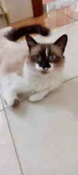 Gato raça Siamês com srd  idade 7 a 11 meses nome Kitty maravilhosa 