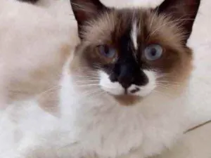 Gato raça Siamês com srd  idade 7 a 11 meses nome Kitty maravilhosa 