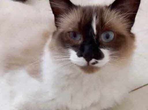 Gato raça Siamês com srd  idade 7 a 11 meses nome Kitty maravilhosa 