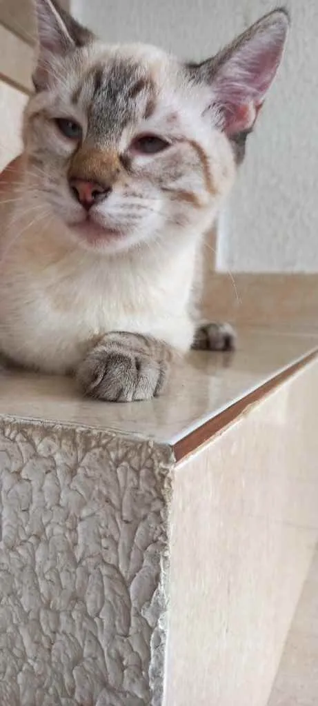 Pipoca bebê 3 meses 