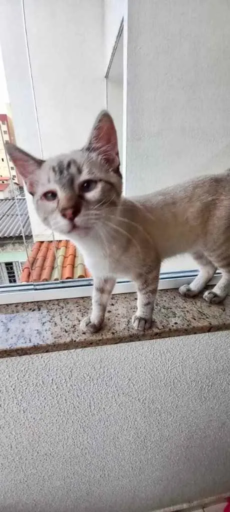 Gato raça Srd idade 2 a 6 meses nome Pipoca bebê 3 meses 
