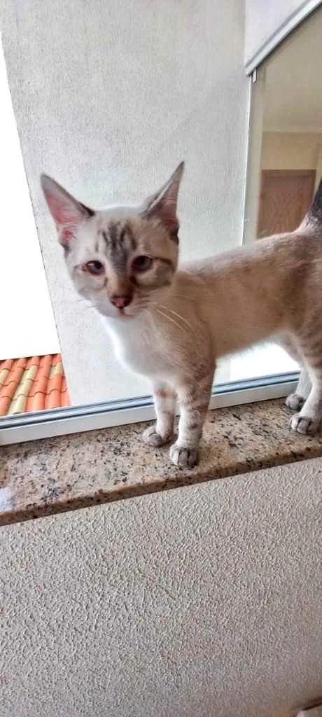 Gato raça Srd idade 2 a 6 meses nome Pipoca bebê 3 meses 