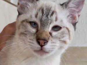 Gato raça Srd idade 2 a 6 meses nome Pipoca bebê 3 meses 