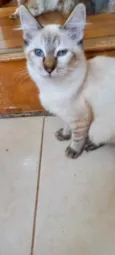 Gato raça Srd idade 2 a 6 meses nome Misha bebê 3 meses 