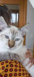 Gato raça Srd idade 2 a 6 meses nome Misha bebê 3 meses 
