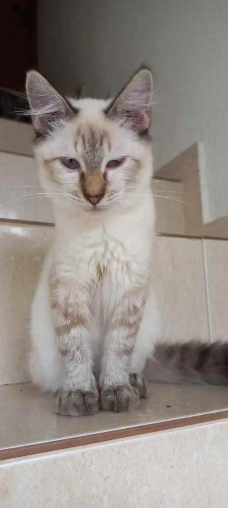 Gato raça Srd idade 2 a 6 meses nome Misha bebê 3 meses 