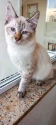 Gato raça Srd idade 2 a 6 meses nome Misha bebê 3 meses 