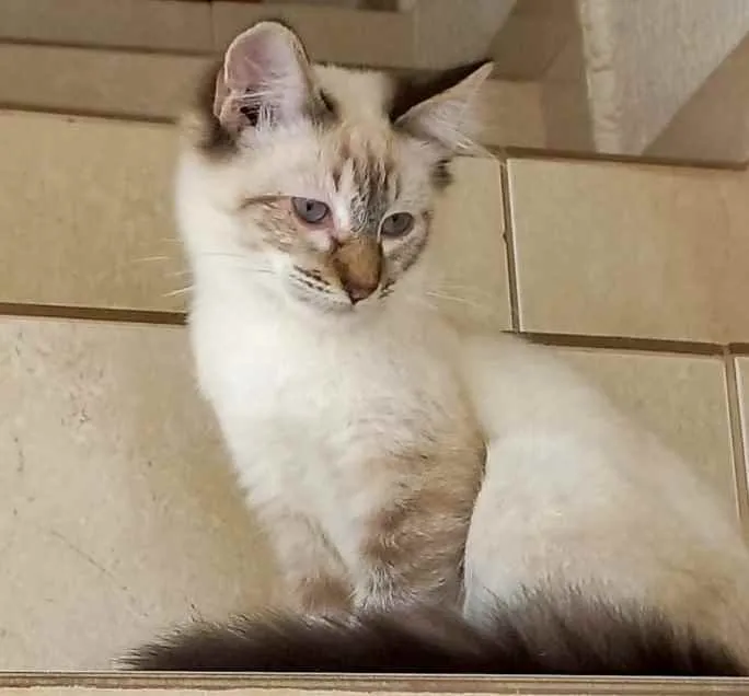 Gato raça Srd idade 2 a 6 meses nome Misha bebê 3 meses 