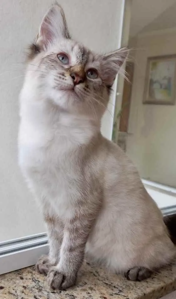 Gato raça Srd idade 2 a 6 meses nome Misha bebê 3 meses 