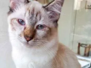 Gato raça Srd idade 2 a 6 meses nome Misha bebê 3 meses 