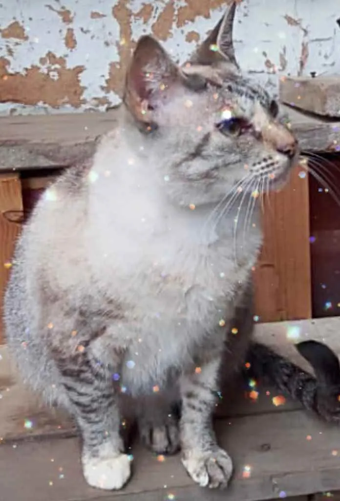 Gato raça Srd  idade 1 ano nome Miss Tippy Linda 