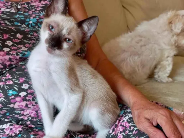 Gato raça Srd idade 2 a 6 meses nome Poppy bb 3 meses 