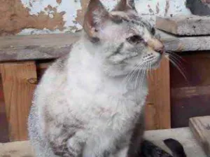 Gato raça Srd  idade 1 ano nome Miss Tippy Linda 