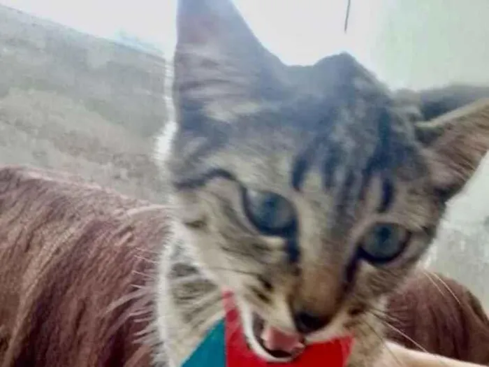 Gato raça Srd idade 2 a 6 meses nome Tutti bb  3meses 