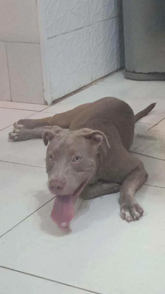 Cachorro ra a Pitbull idade 7 a 11 meses nome Katy