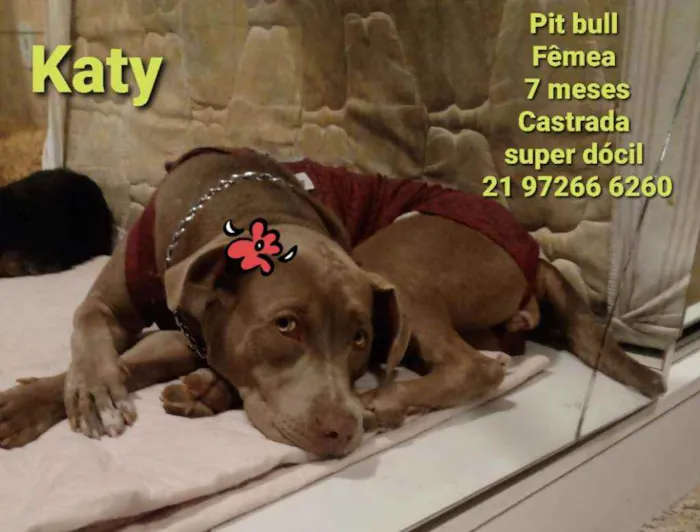 Cachorro ra a Pitbull idade 7 a 11 meses nome Katy