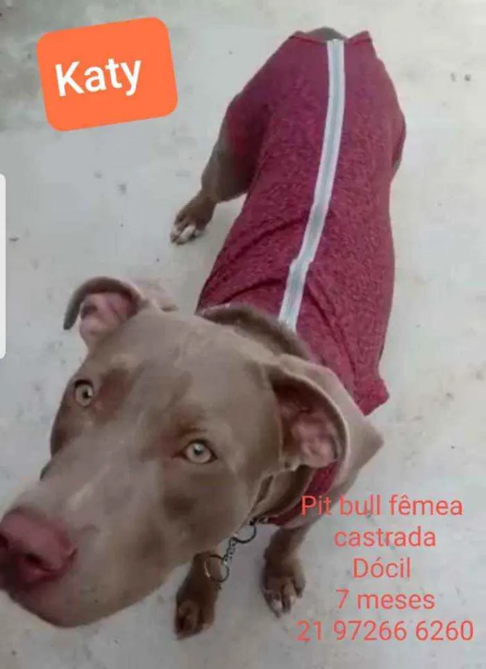 Cachorro ra a Pitbull idade 7 a 11 meses nome Katy