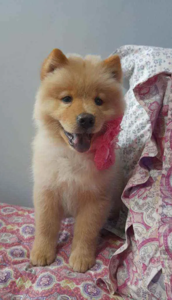 Cachorro ra a Chow chow idade 2 a 6 meses nome Filo