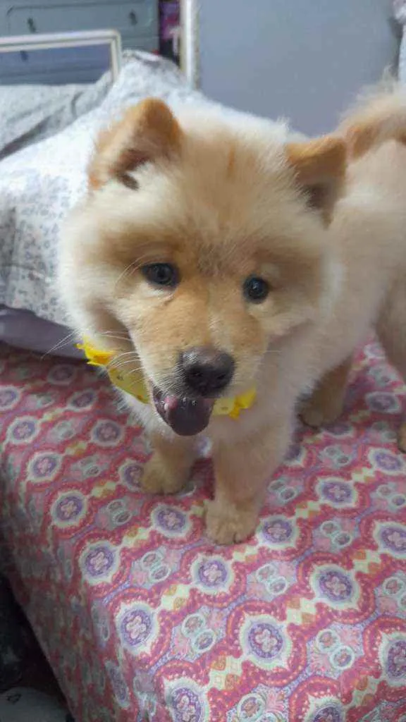 Cachorro ra a Chow chow idade 2 a 6 meses nome Filo