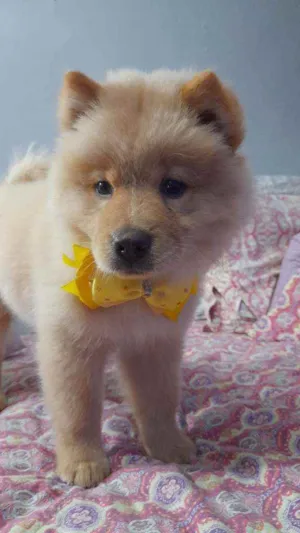Cachorro raça Chow chow idade 2 a 6 meses nome Filo