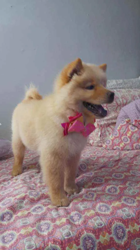 Cachorro ra a Chow chow idade 2 a 6 meses nome Filo