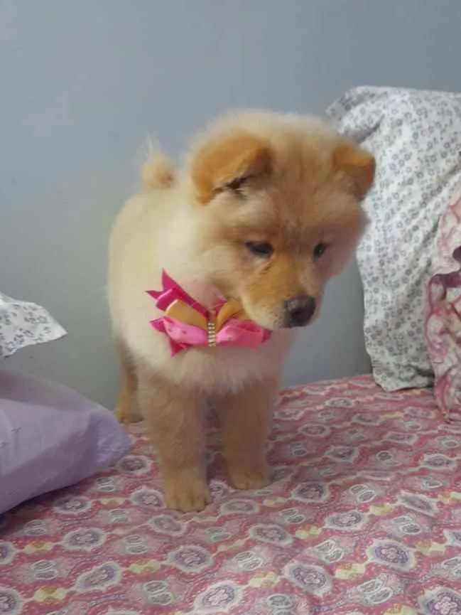 Cachorro ra a Chow chow idade 2 a 6 meses nome Filo