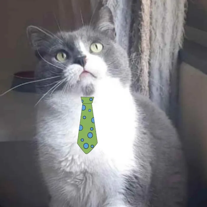 Gato ra a Mestiço  idade 2 anos nome Platão 