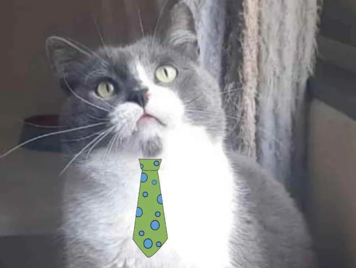 Gato ra a Mestiço  idade 2 anos nome Platão 
