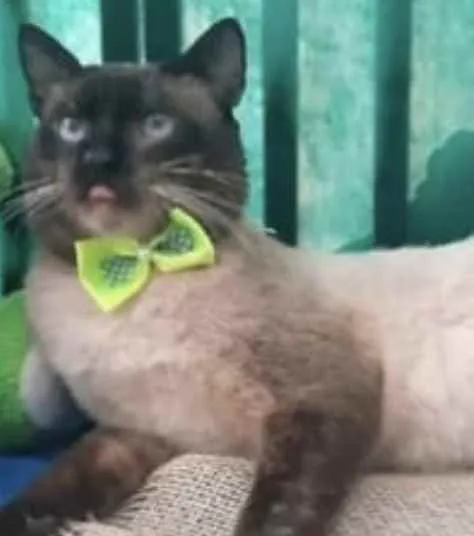 Gato ra a Mestiço  idade 2 a 6 meses nome Apolo 