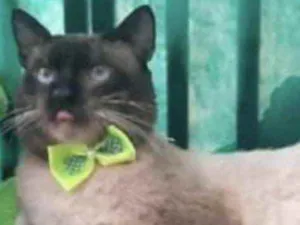 Gato raça Mestiço  idade 2 a 6 meses nome Apolo 