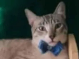 Gato raça Mestiço  idade 1 ano nome João 