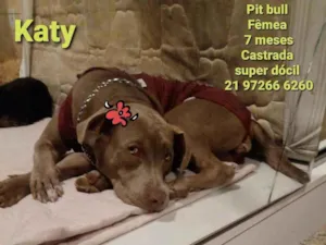 Cachorro raça Pitbull idade 7 a 11 meses nome Katy