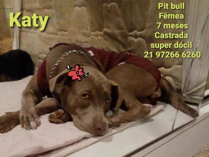 Cachorro ra a Pitbull idade 7 a 11 meses nome Katy