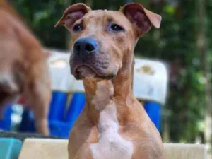 Cachorro raça Mestiço pitbull idade 7 a 11 meses nome Rambo