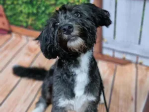 Cachorro raça Srd  idade 7 a 11 meses nome Jack