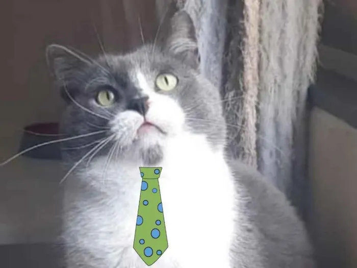 Gato ra a Mestiço  idade 2 anos nome Platão 