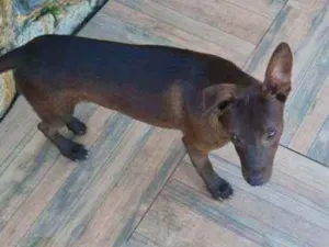 Cachorro raça Srd idade 2 a 6 meses nome Filhote 
