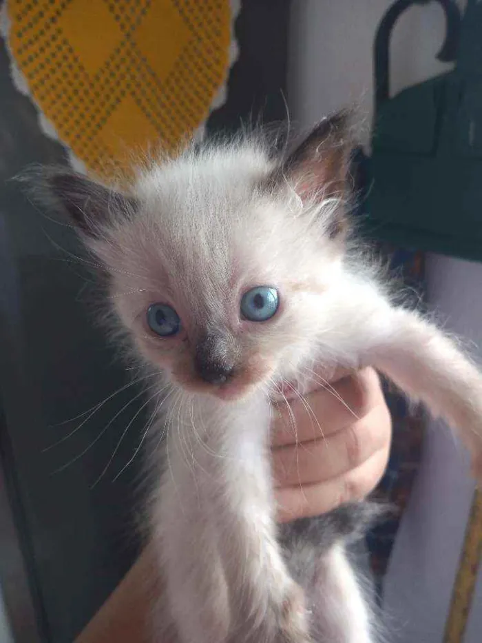 Gato ra a Siamês  idade 2 a 6 meses nome Sem nome