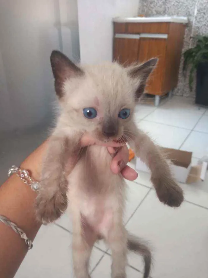 Gato ra a Siamês  idade 2 a 6 meses nome Sem nome