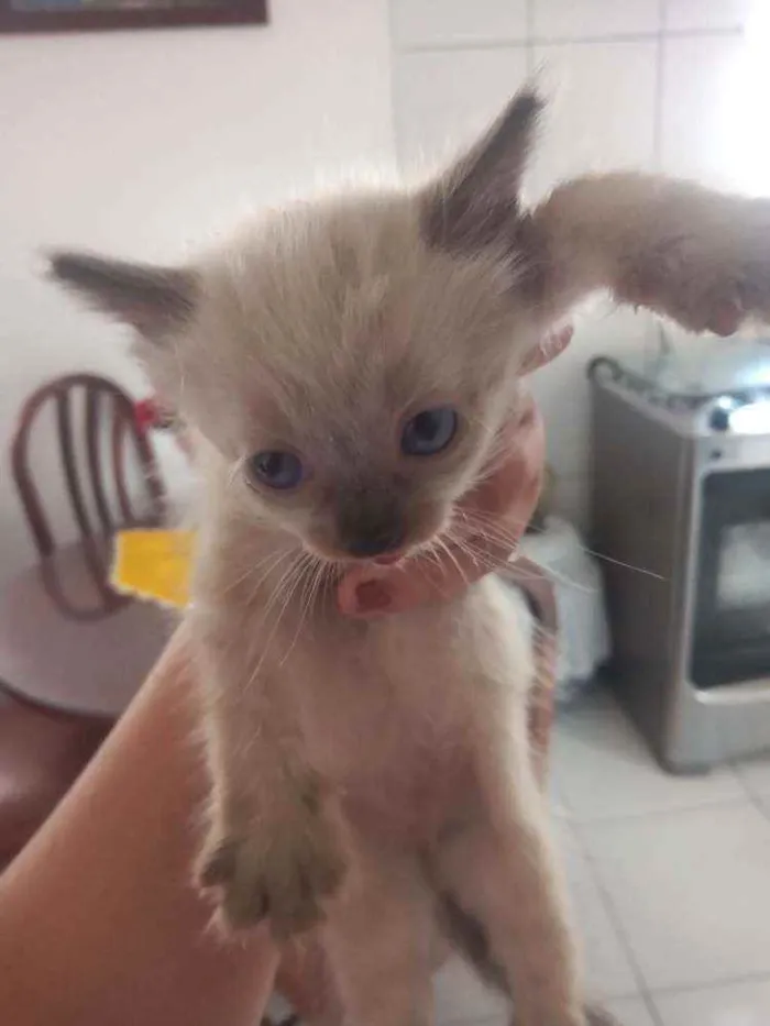 Gato ra a Siamês  idade 2 a 6 meses nome Sem nome