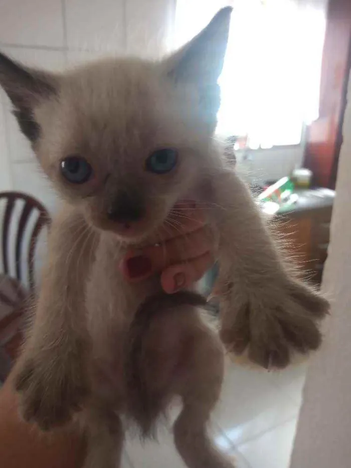 Gato ra a Siamês  idade 2 a 6 meses nome Sem nome