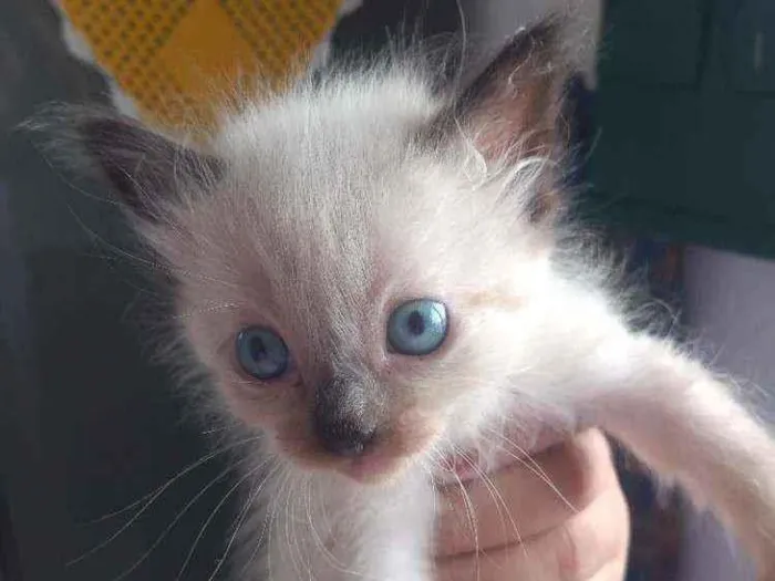 Gato ra a Siamês  idade 2 a 6 meses nome Sem nome