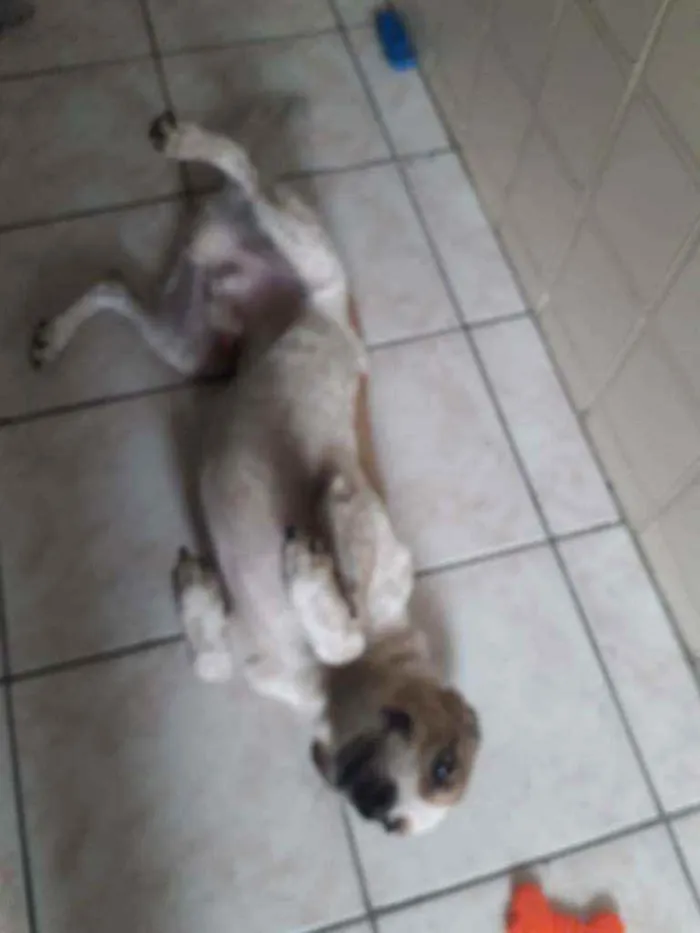 Cachorro ra a Vira Lata idade 7 a 11 meses nome Paçoca