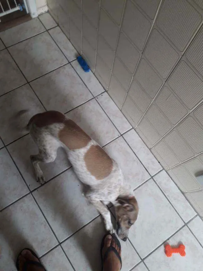 Cachorro ra a Vira Lata idade 7 a 11 meses nome Paçoca