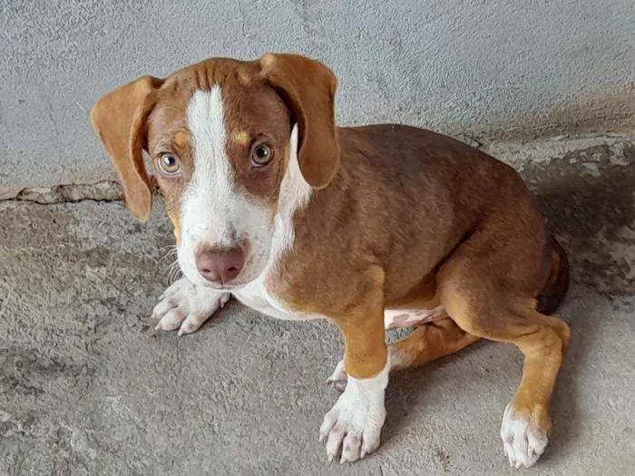 Cachorro ra a Não sei  idade 2 a 6 meses nome Scooby-doo e betoven