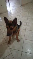 Apolo