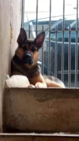 Apolo