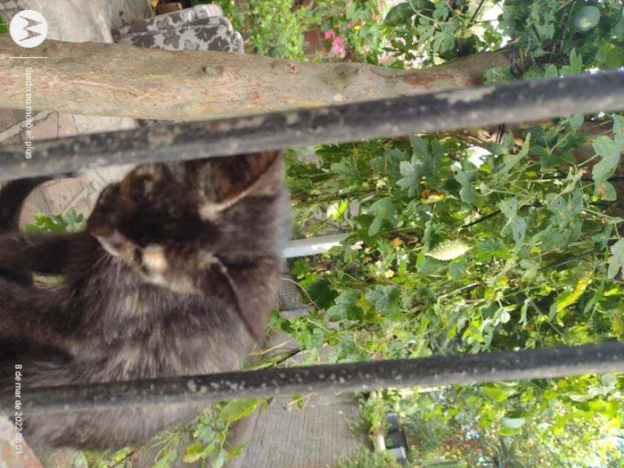 Gato ra a Indefinida idade 7 a 11 meses nome Misha